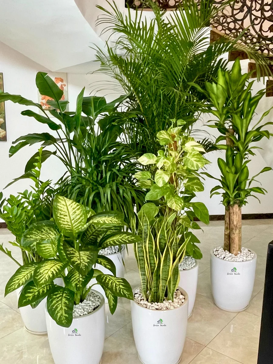 Small indoor plant with pot