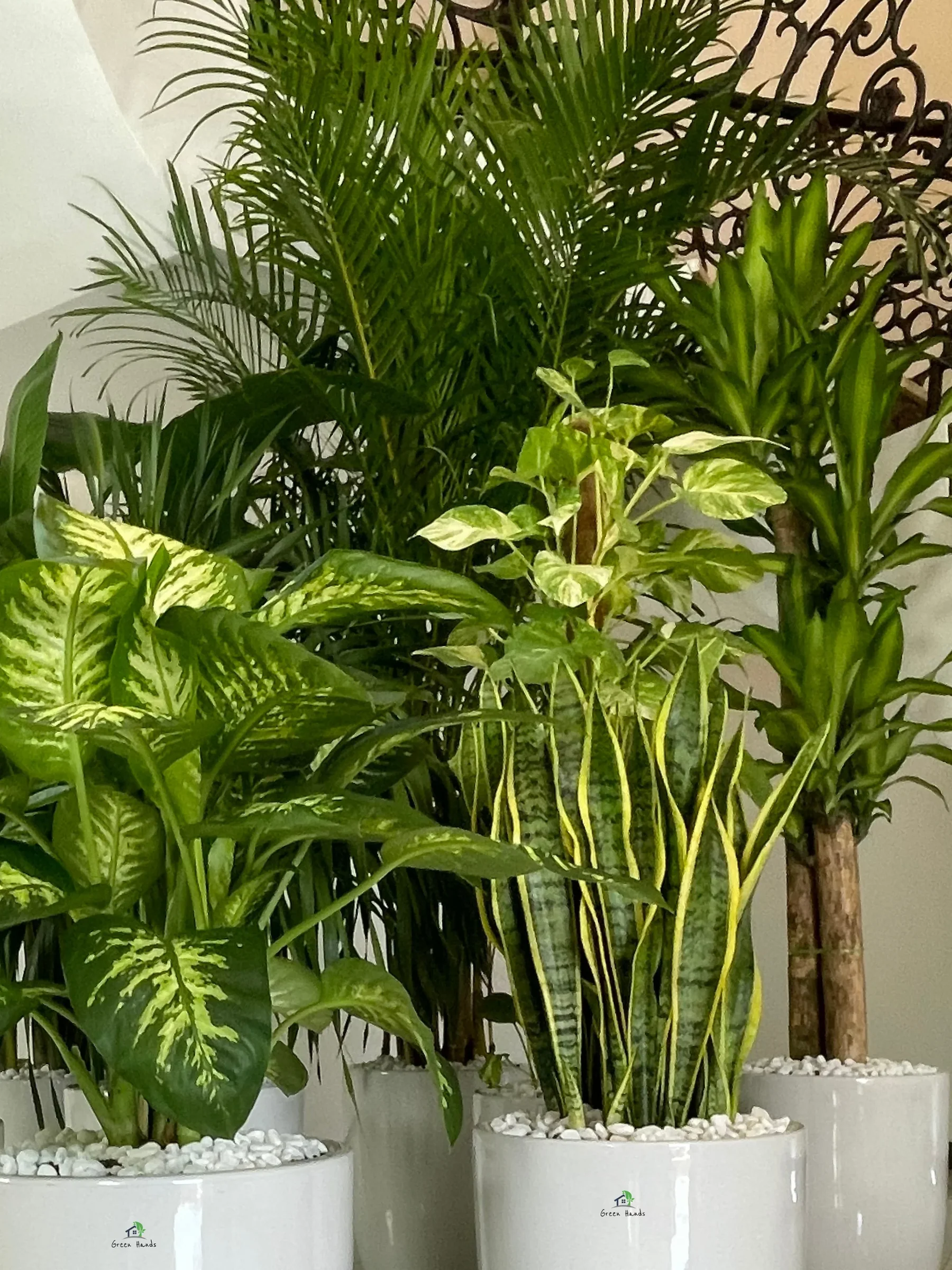 Small indoor plant with pot