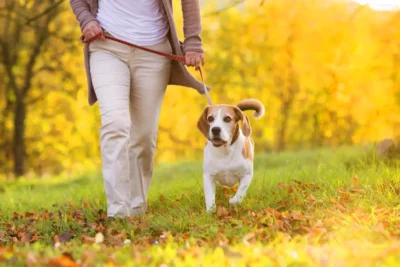 dog walking in dubai
